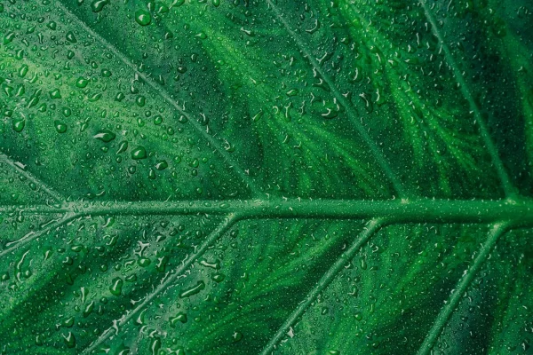 green web design - leaf