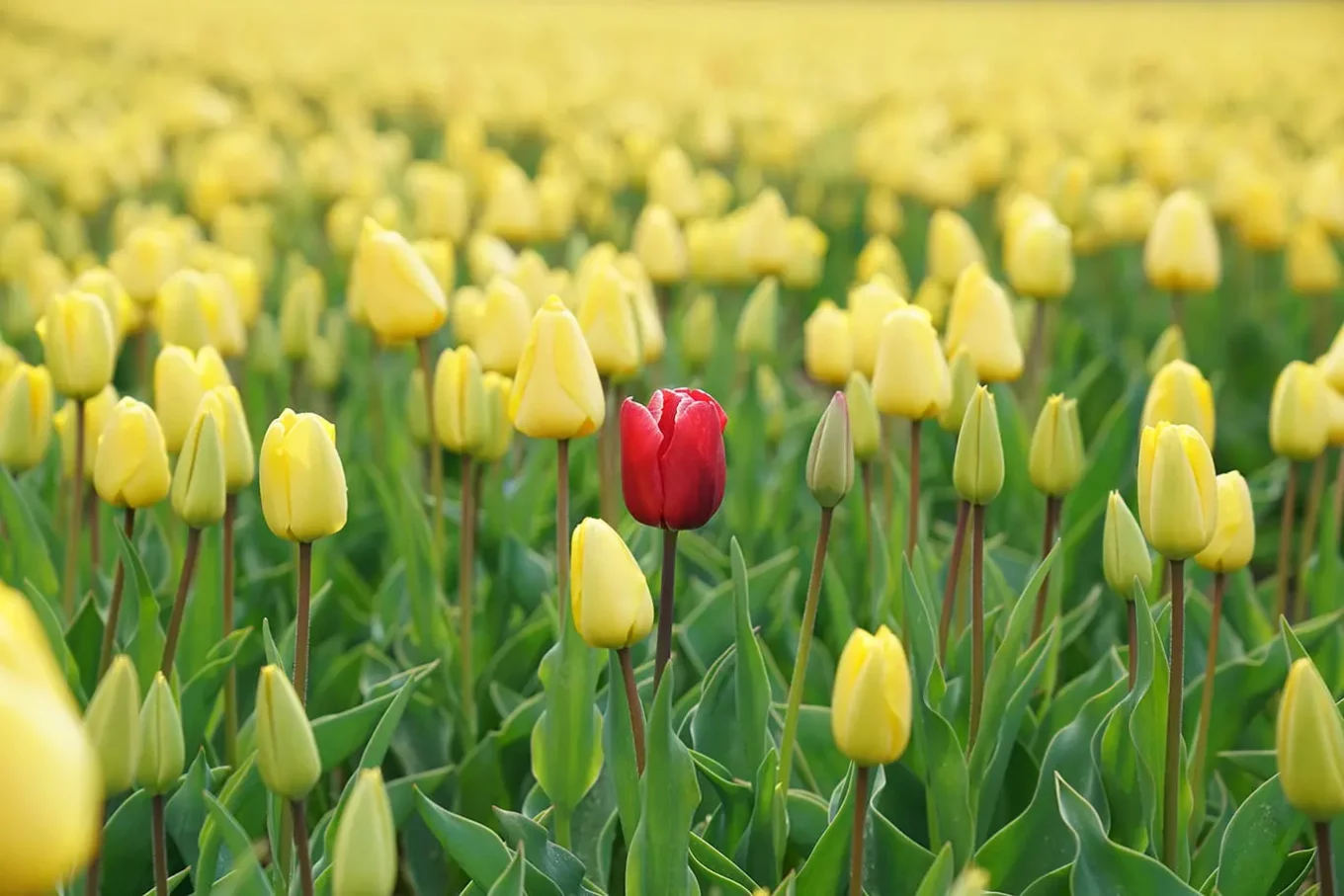 target a specific audience, niche down rather than be an every-person business